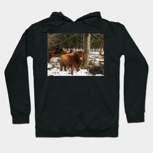 Scottish Highland Cattle Calf 1960 Hoodie